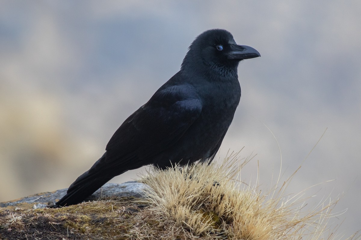 Large-billed Crow - ML560218091
