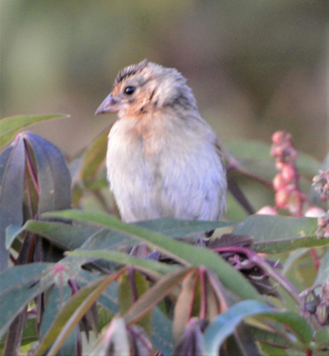 Vidua sp. - Bertina K