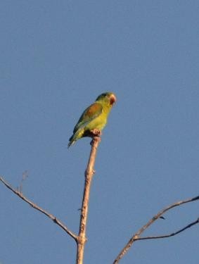 Orange-chinned Parakeet - ML560218871