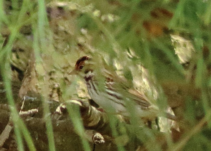 Little Bunting - ML56022031