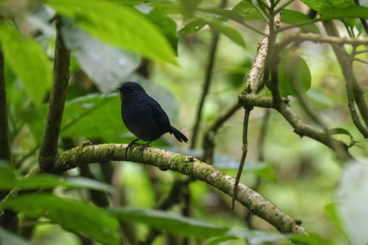 Javan Shortwing - ML560220611