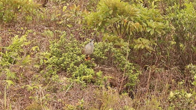 Francolin perlé - ML560220621