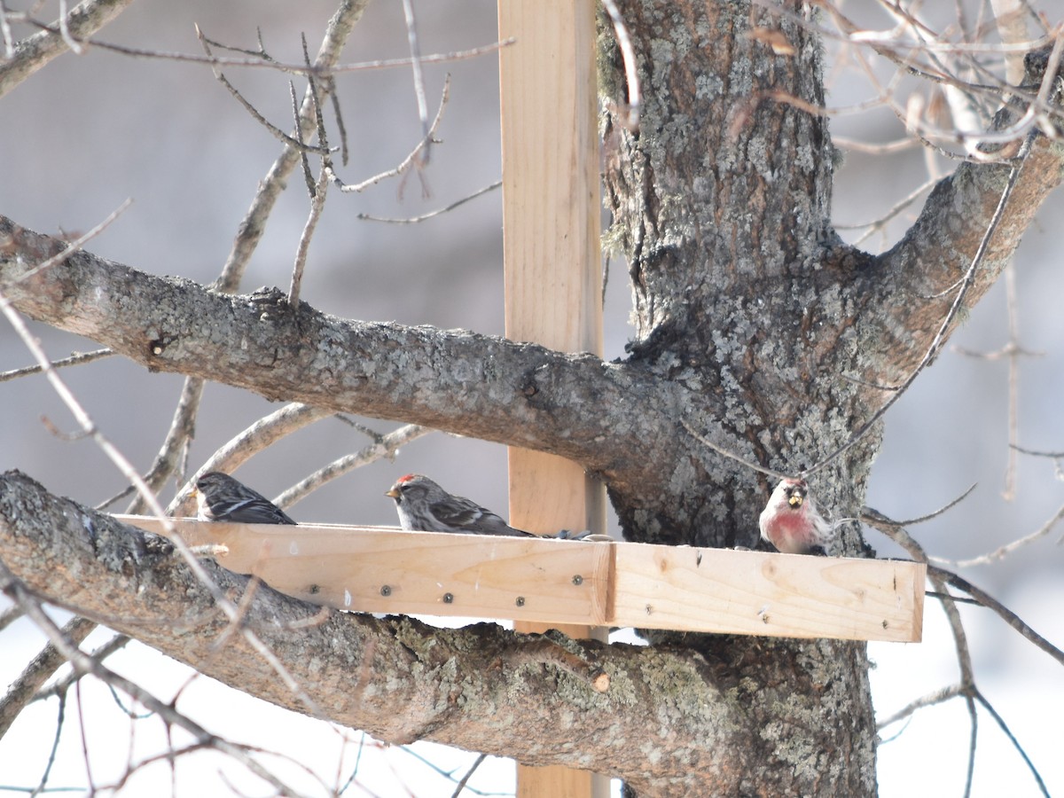 Redpoll (Common) - ML560220761
