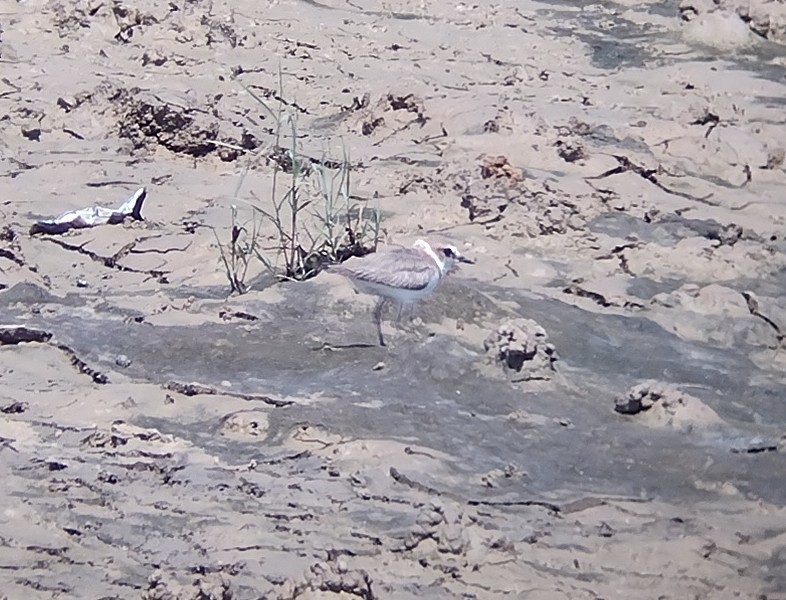 Kentish Plover - ML560221531