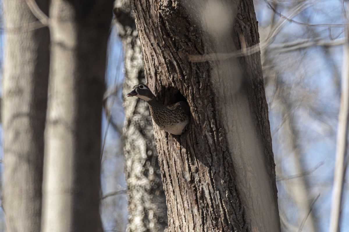 Canard branchu - ML560222211