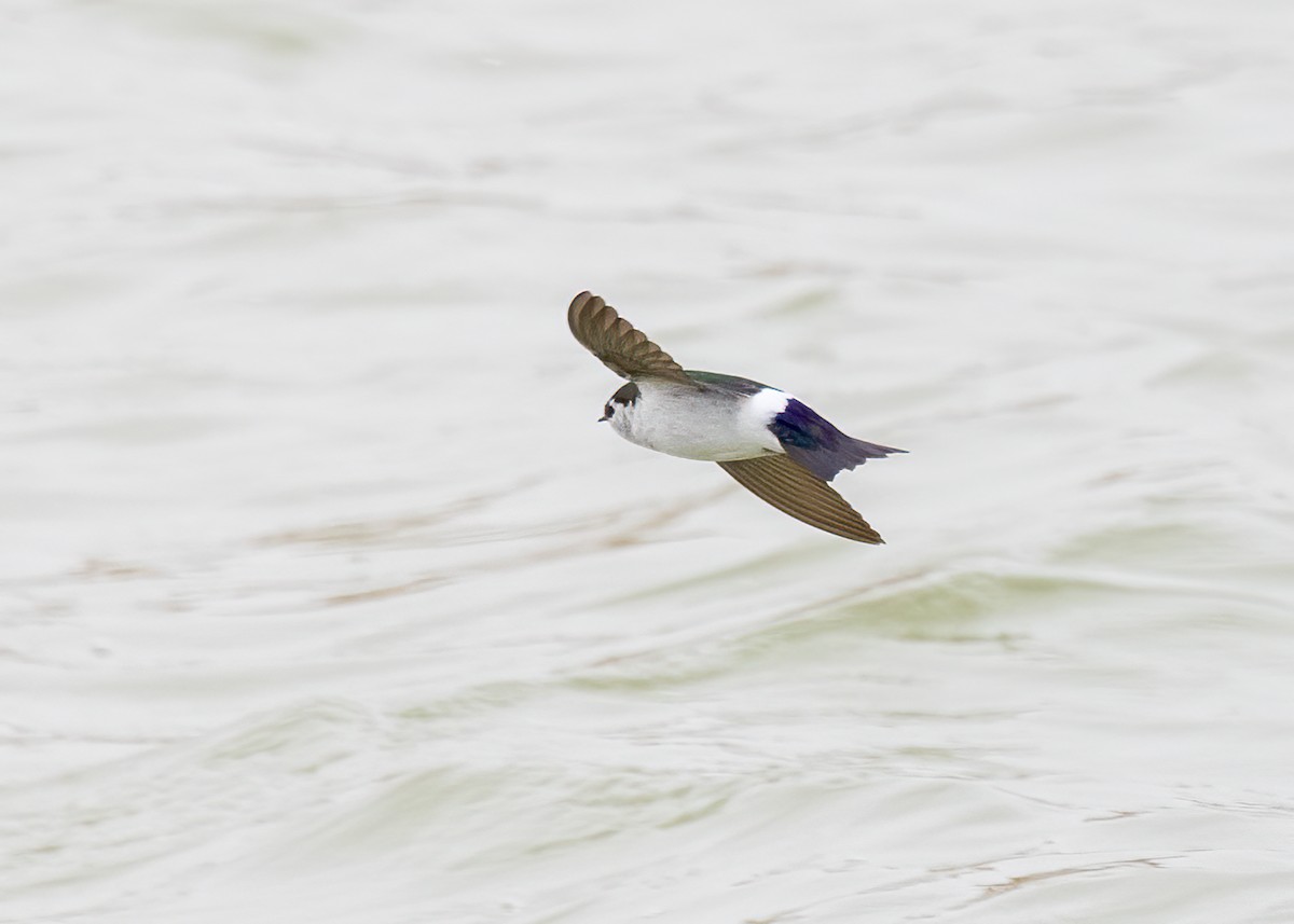 Violet-green Swallow - Verlee Sanburg