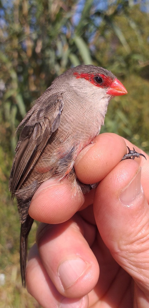 Common Waxbill - ML560222731