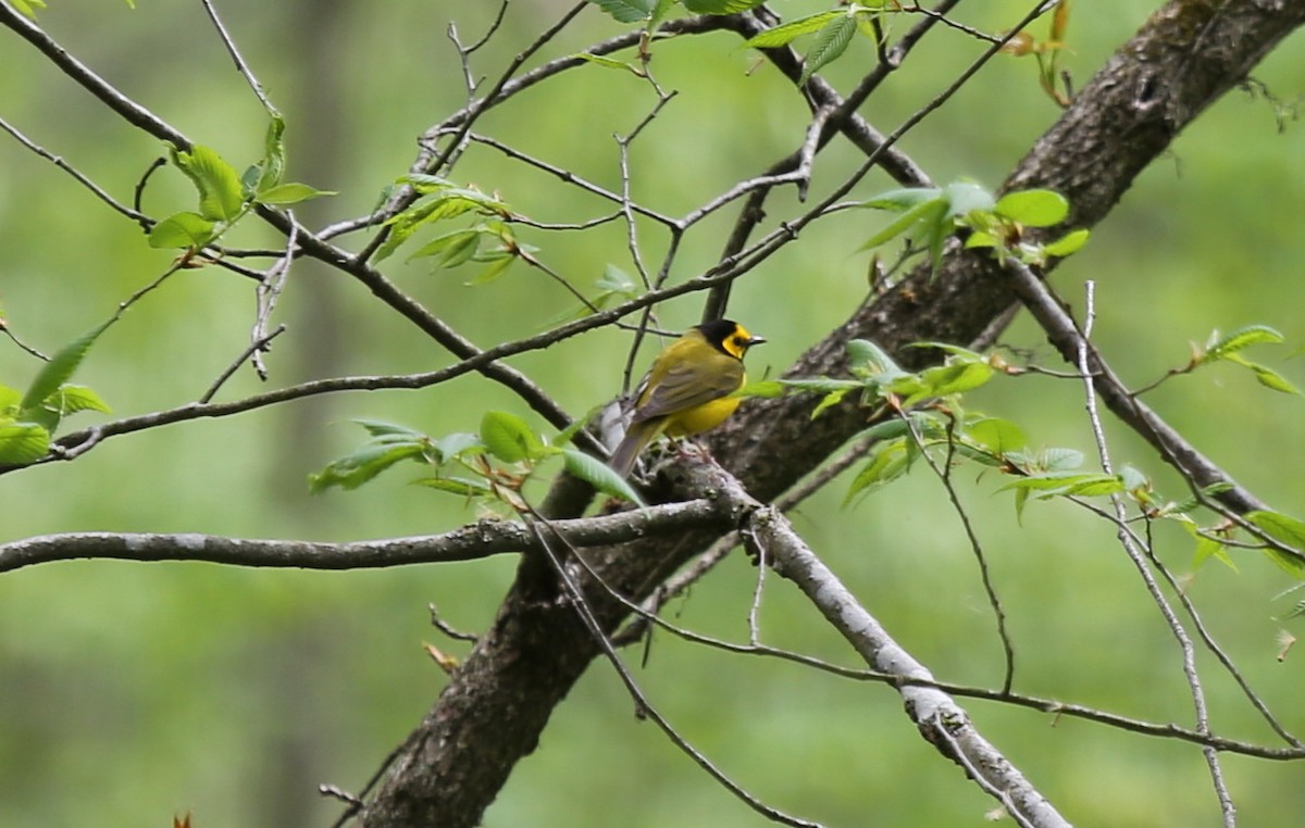 Hooded Warbler - ML56022291