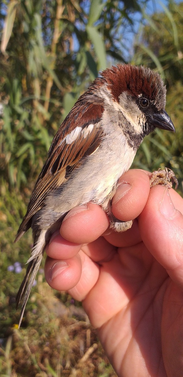 House Sparrow - ML560223001