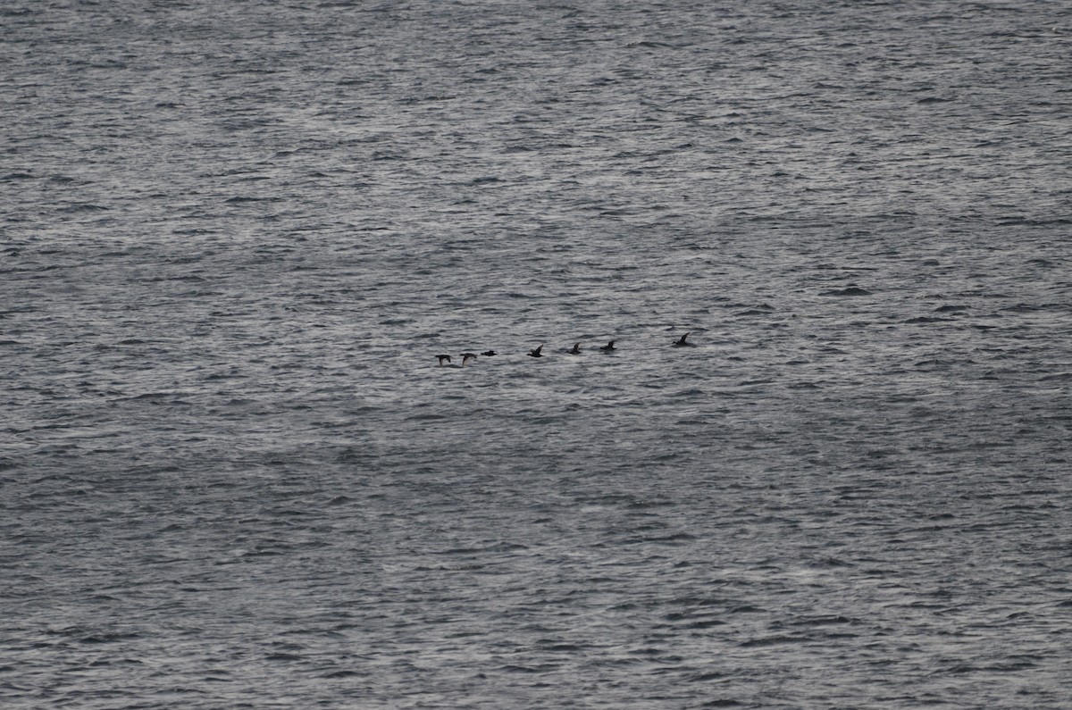 Black Scoter - Mael Glon