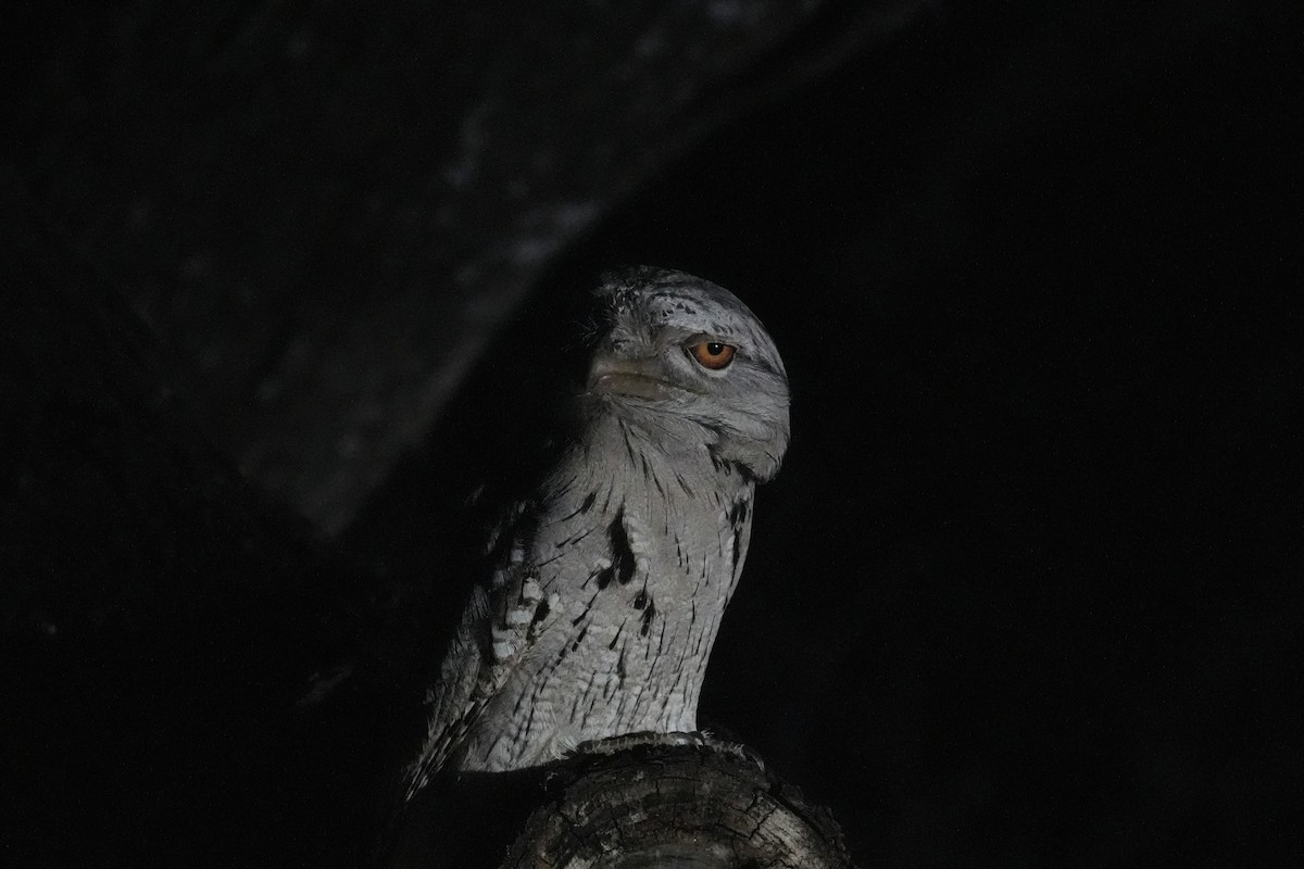 Tawny Frogmouth - ML560224341