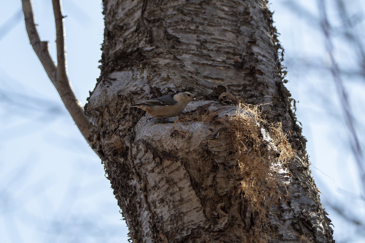 Sittelle à poitrine blanche - ML560224591
