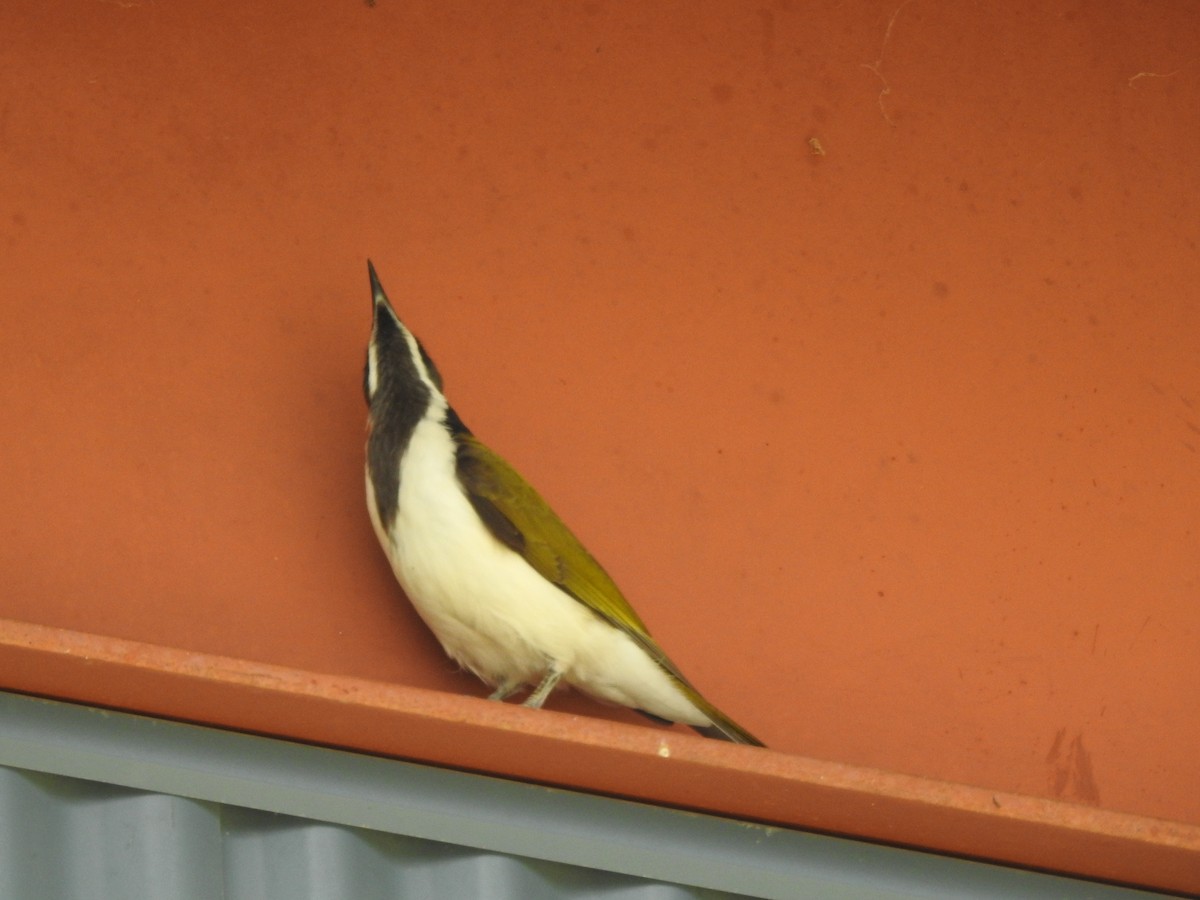 Blue-faced Honeyeater (Blue-faced) - ML560224831