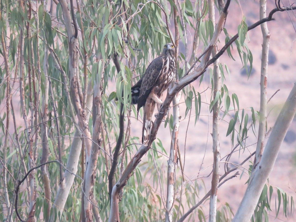 Changeable Hawk-Eagle (Crested) - ML560225021