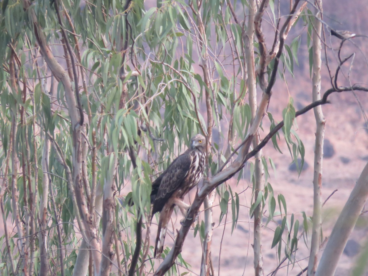Changeable Hawk-Eagle (Crested) - ML560225031