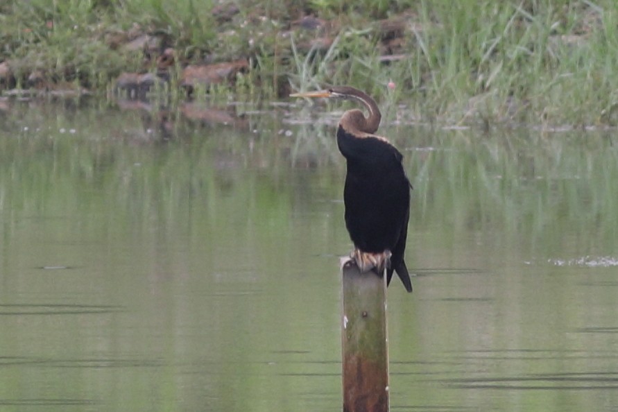 Anhinga Asiática - ML560225541