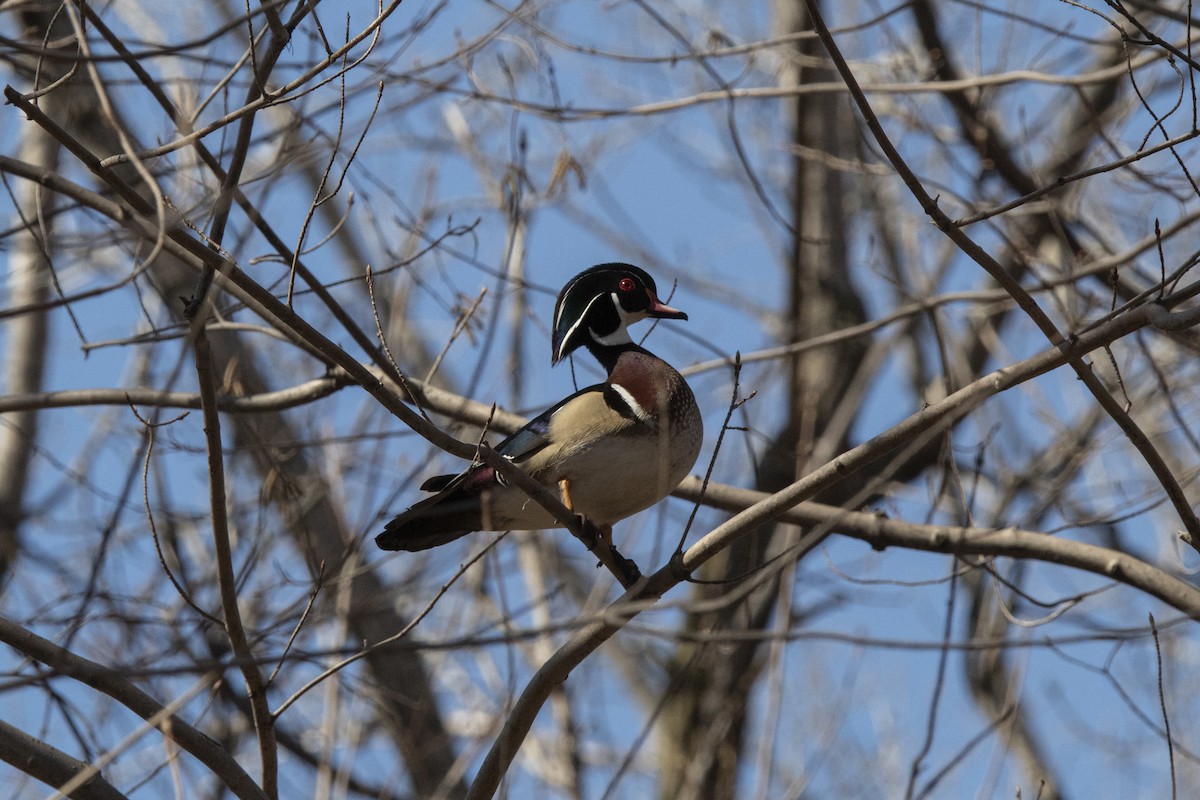 Canard branchu - ML560225631