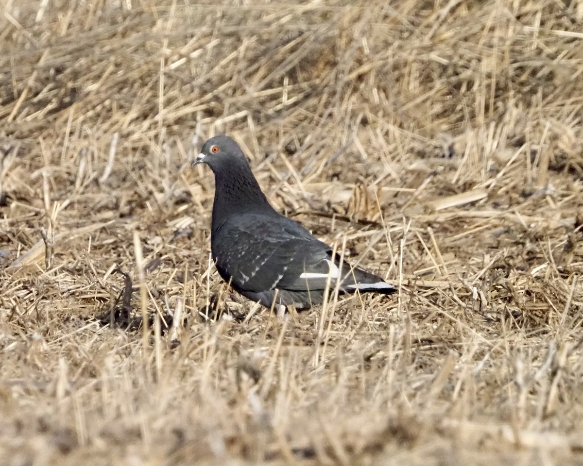 Rock Pigeon (Feral Pigeon) - ML560225681