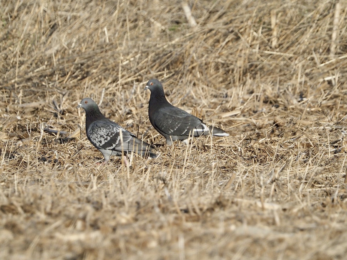Rock Pigeon (Feral Pigeon) - ML560225691