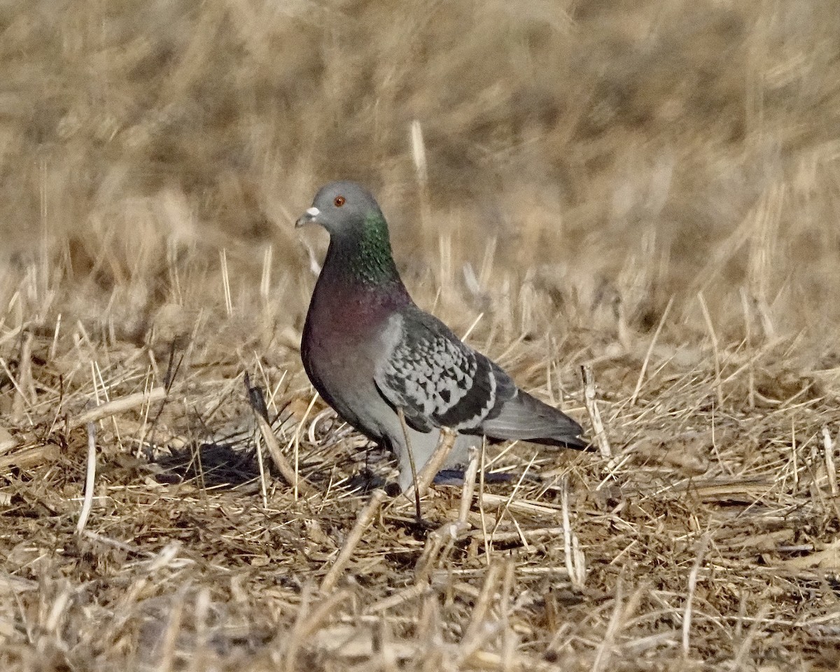 Rock Pigeon (Feral Pigeon) - ML560225701
