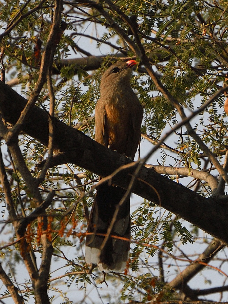 Sirkeer Malkoha - ML560226571