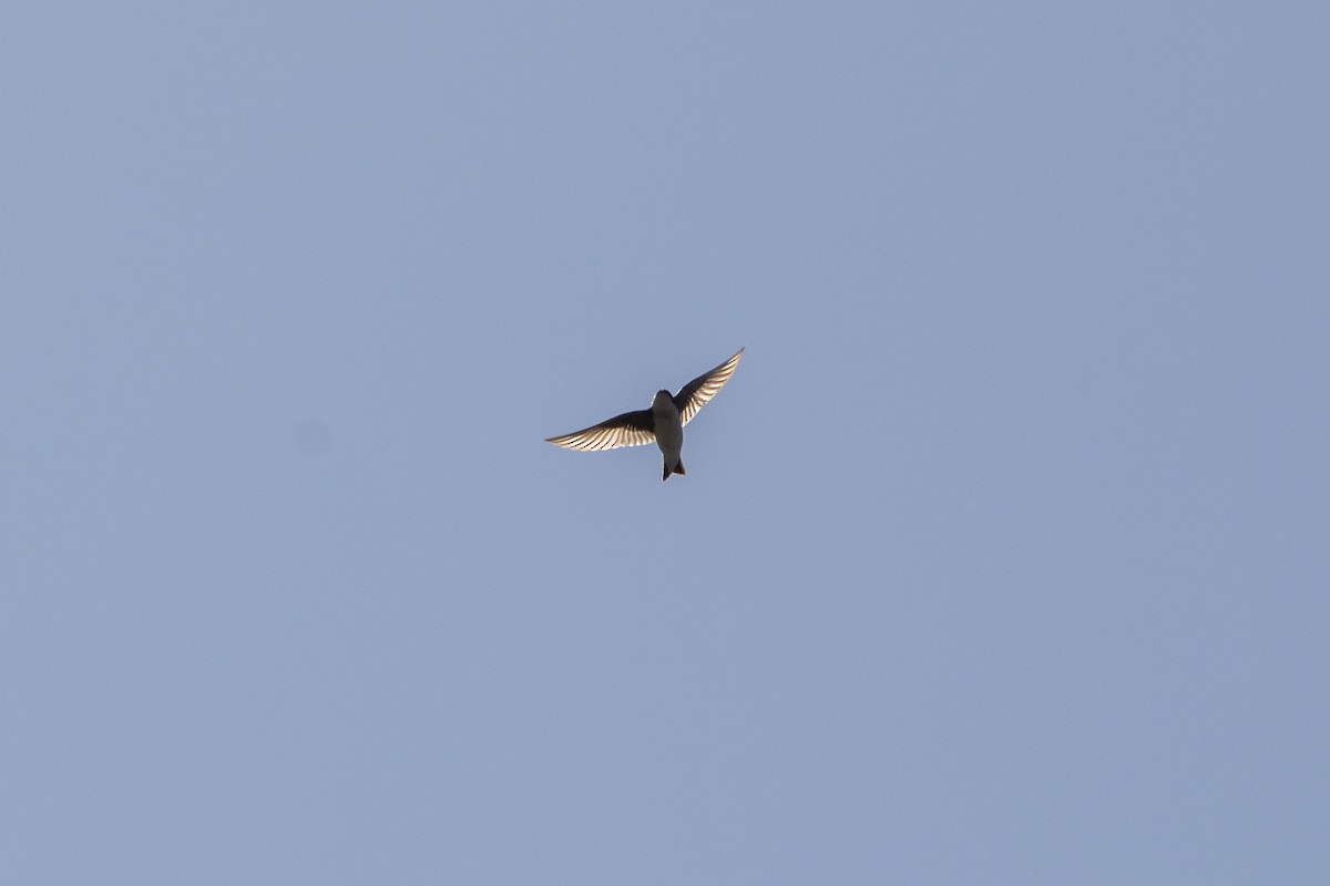 Hirondelle bicolore - ML560226701