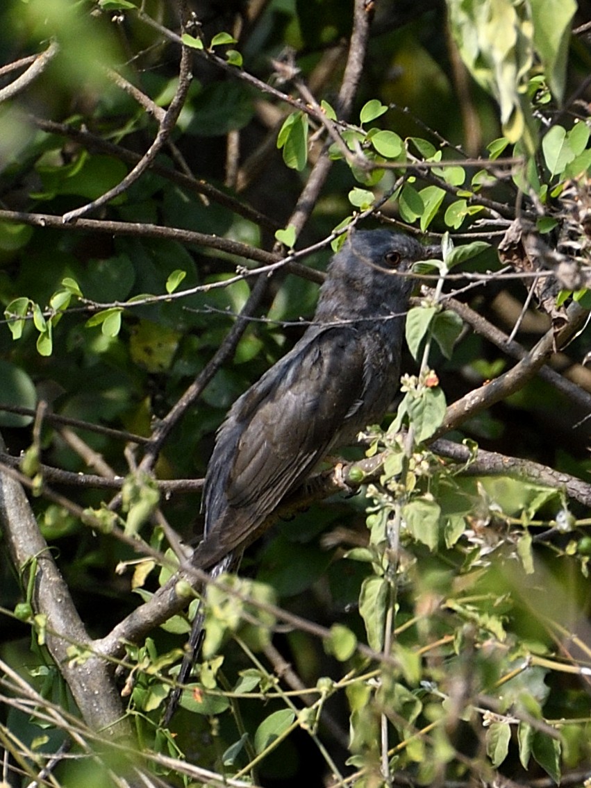Gray-bellied Cuckoo - ML560226831