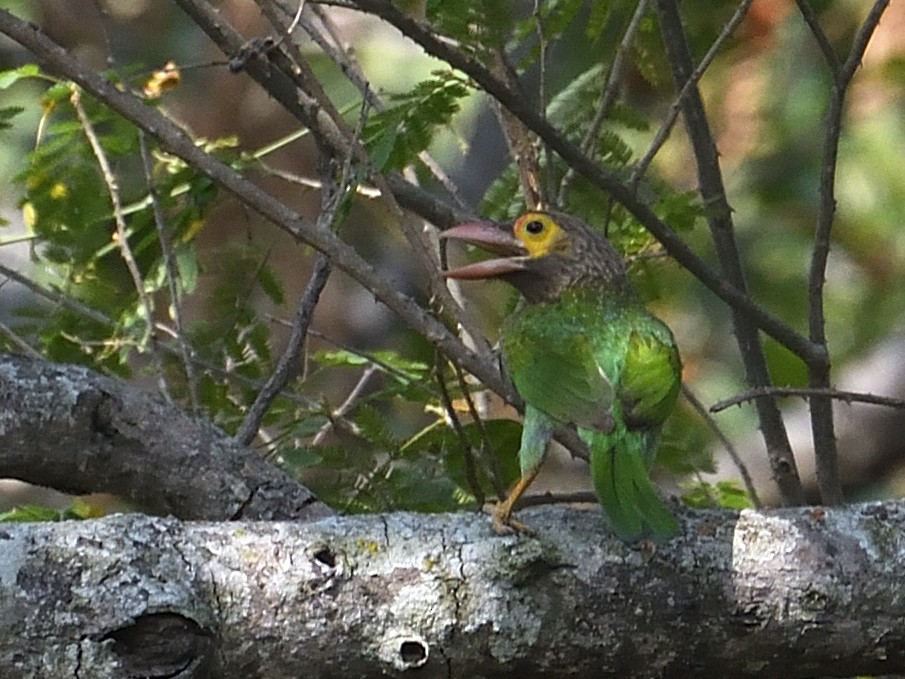 Brown-headed Barbet - ML560226901