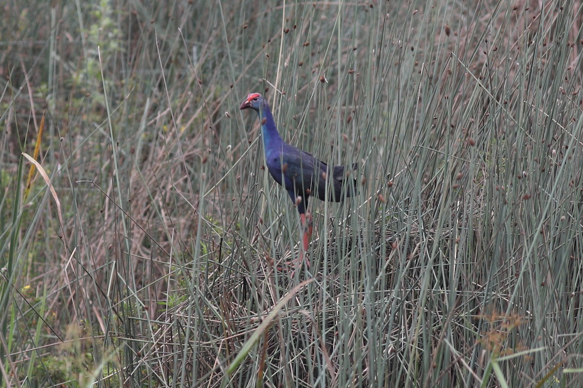 Gray-headed Swamphen - Prue Reid