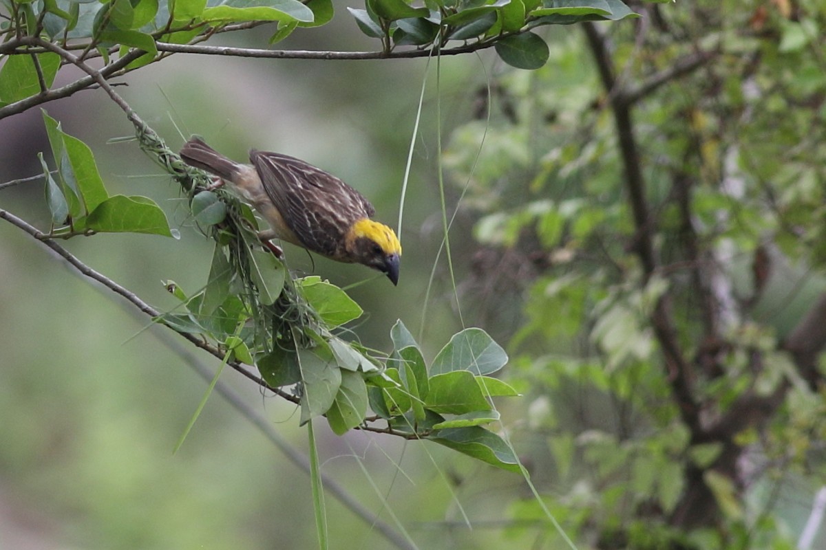 Baya Weaver - Prue Reid