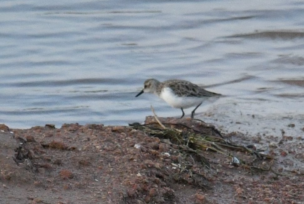 Semipalmated Sandpiper - ML560227151