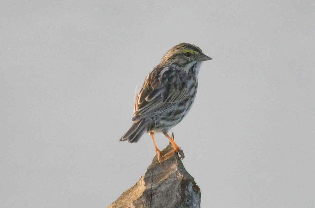 Savannah Sparrow - ML560227181