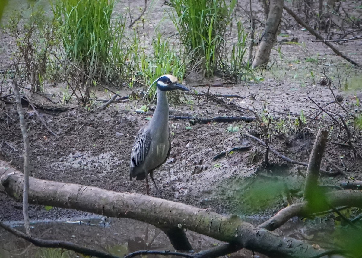 Yellow-crowned Night Heron - ML560228721