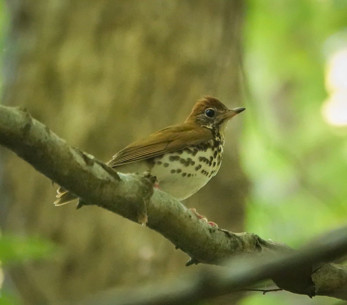 Wood Thrush - Dave Hart