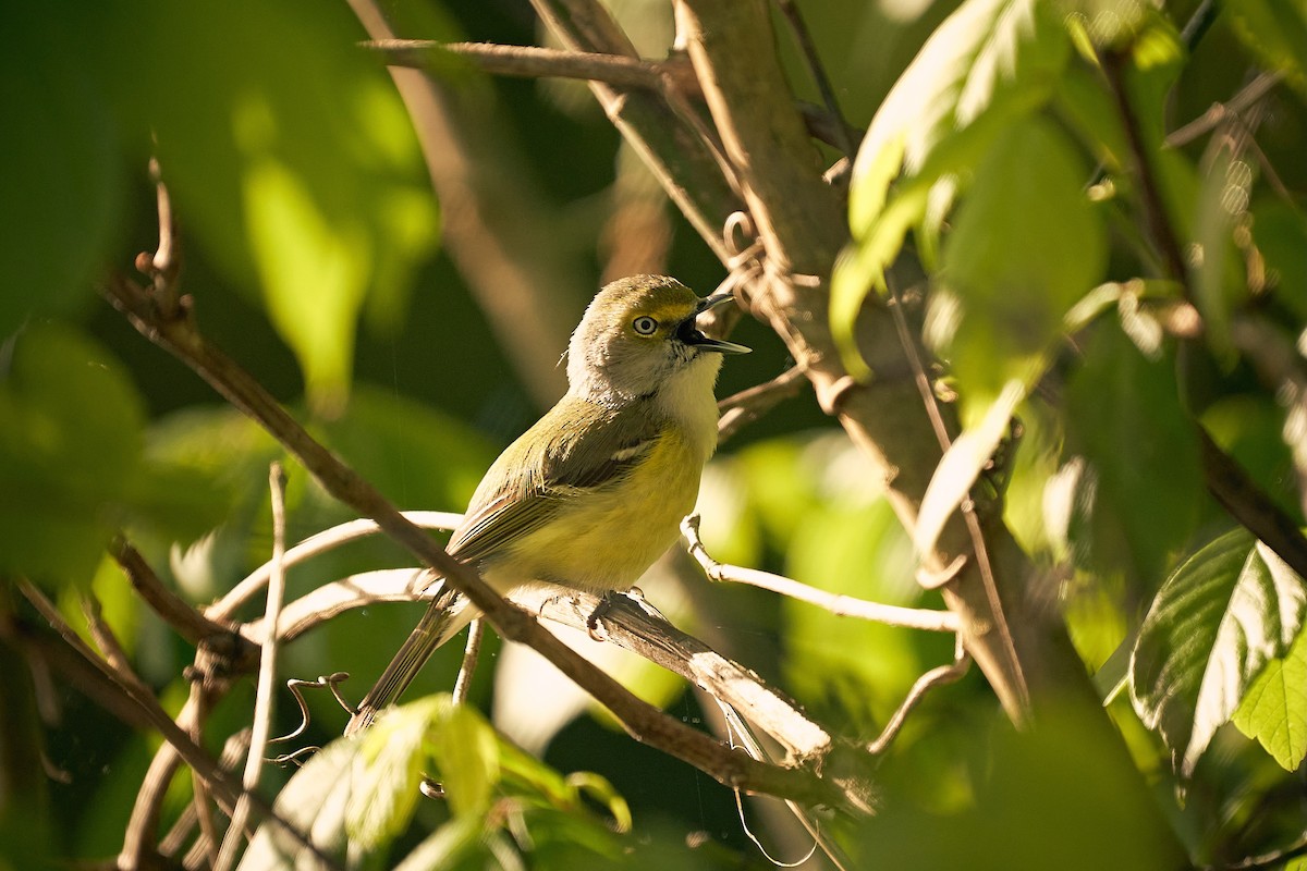 White-eyed Vireo - ML560229391