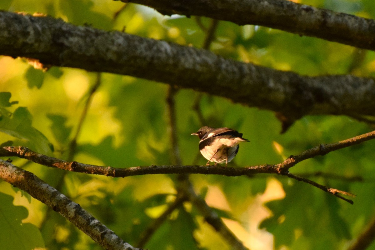 Black-throated Blue Warbler - ML560230491