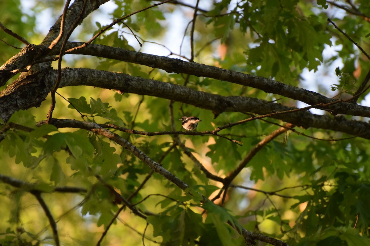 Black-throated Blue Warbler - ML560230501