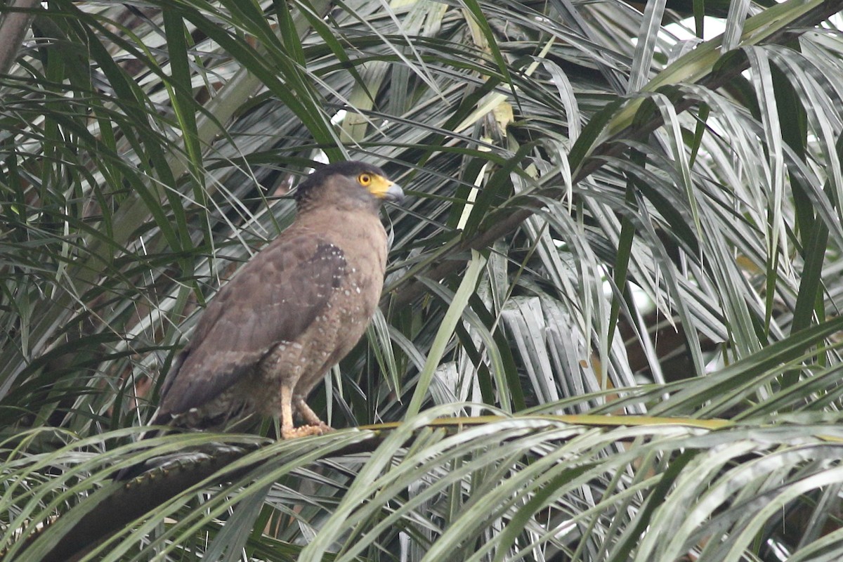 Crested Serpent-Eagle - Prue Reid