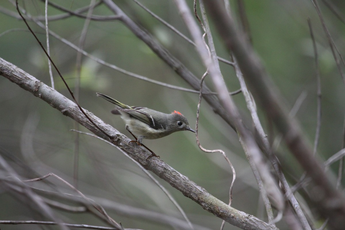 Ruby-crowned Kinglet - ML560230821