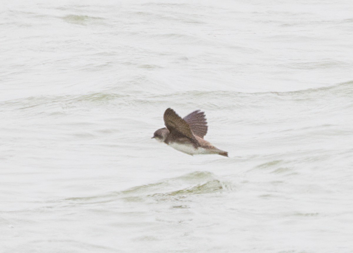 Bank Swallow - Verlee Sanburg