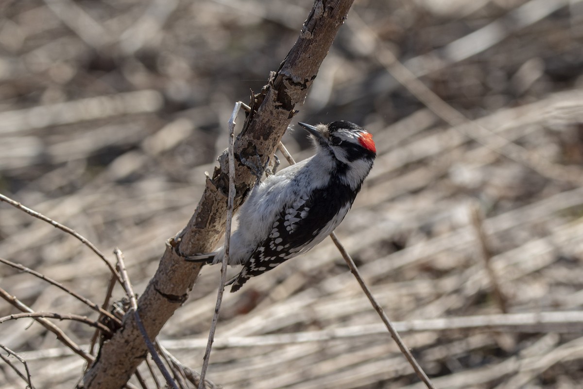 Pic mineur - ML560231261