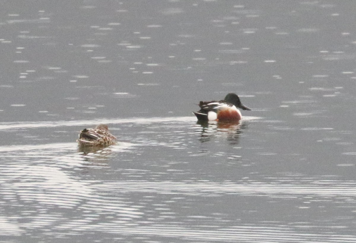 Northern Shoveler - ML560231491