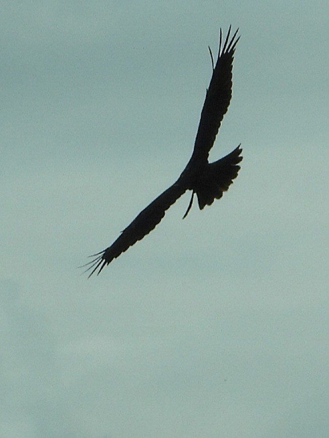 Western Marsh Harrier - ML560231661