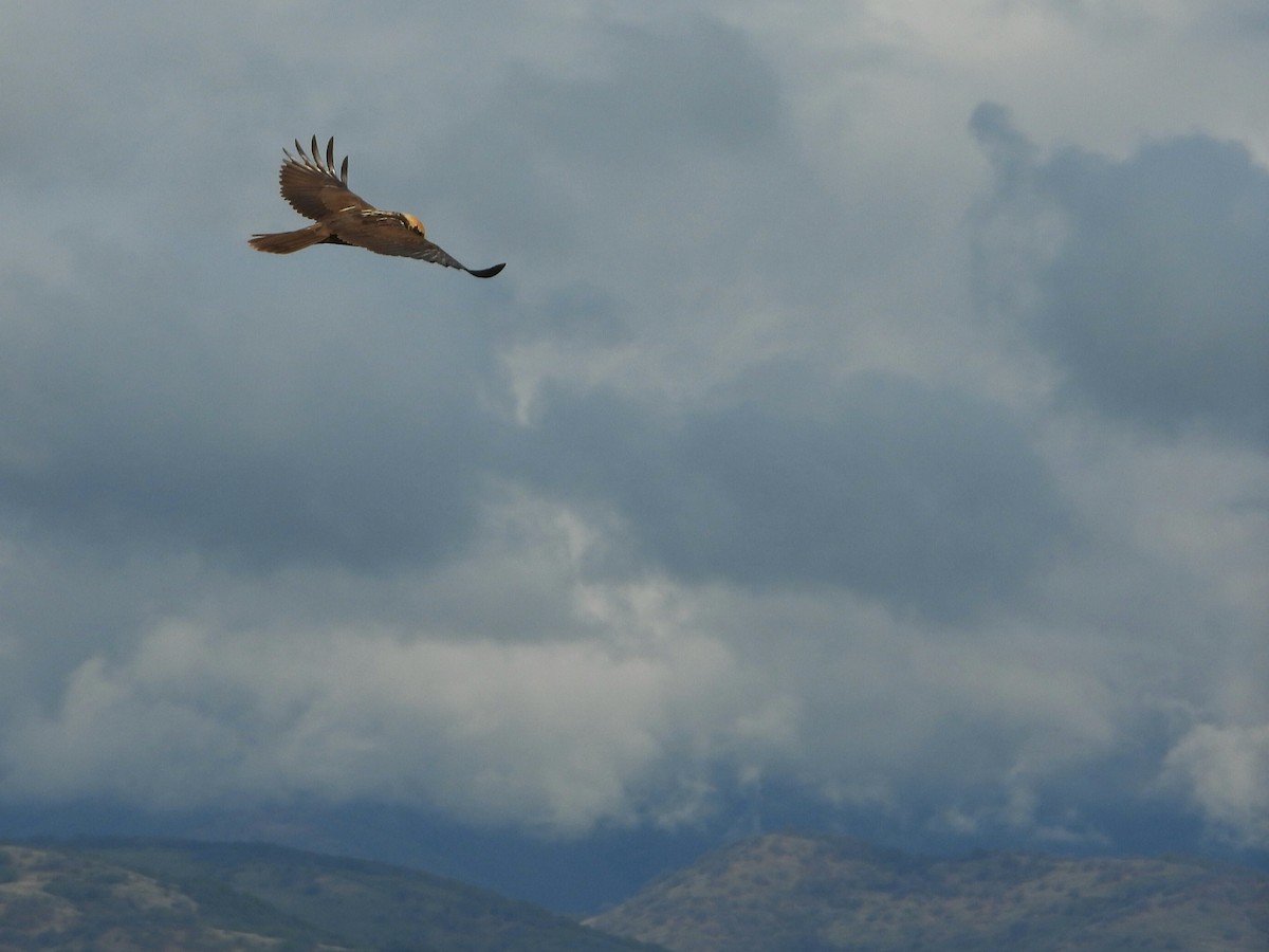 Western Marsh Harrier - ML560231671