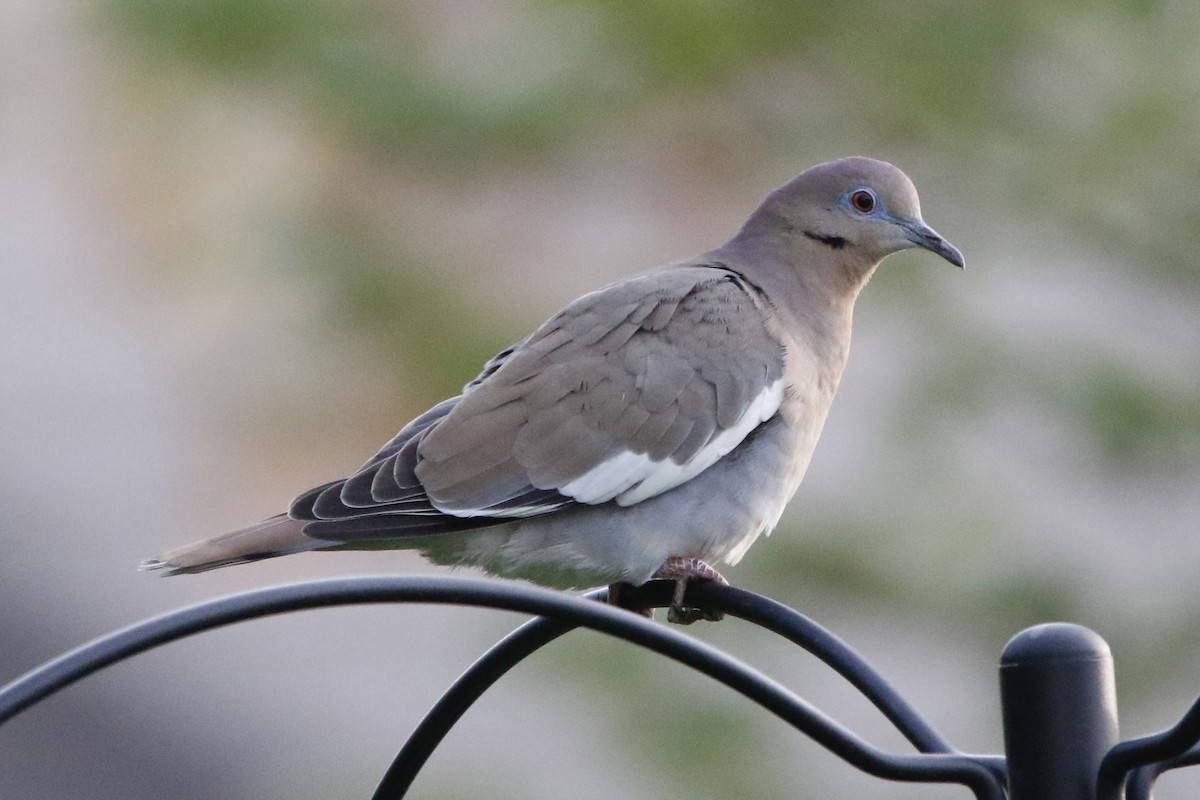 White-winged Dove - ML560232031