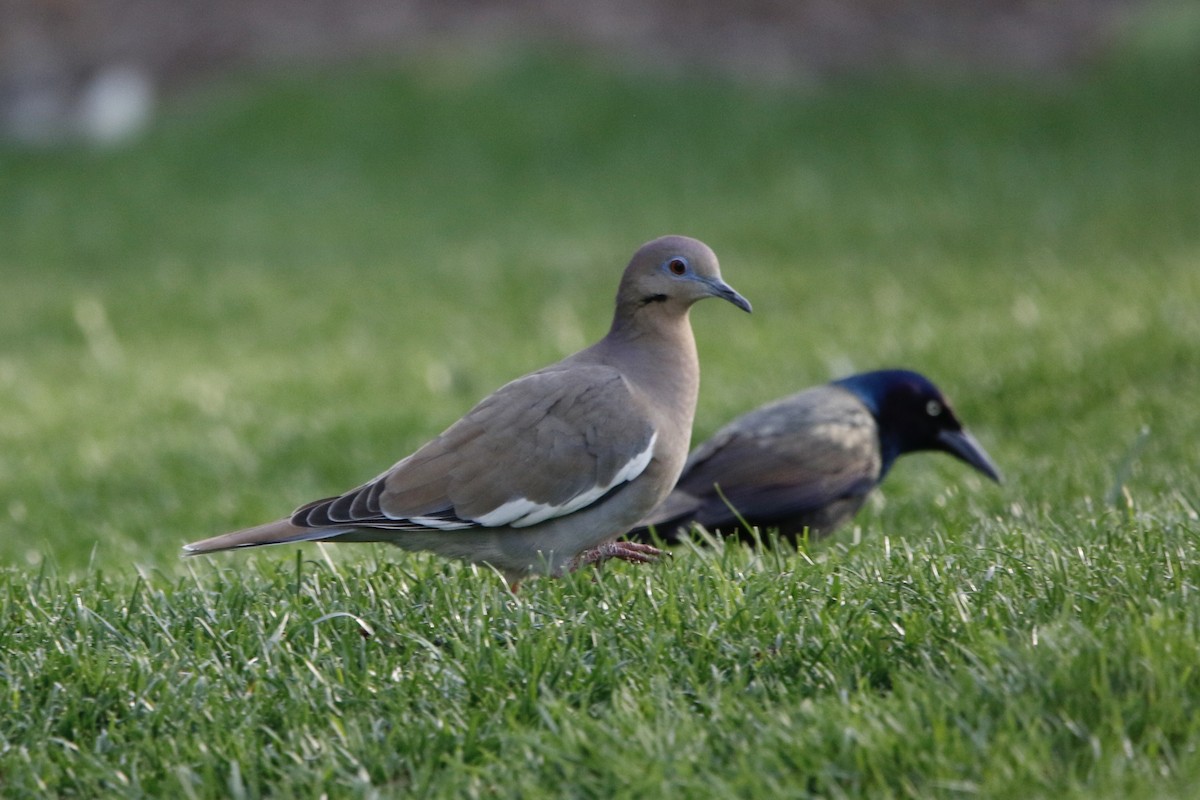 White-winged Dove - ML560232041