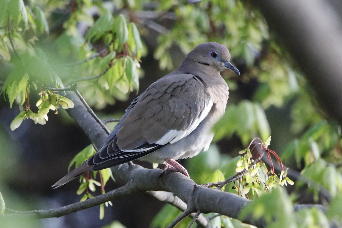 White-winged Dove - ML560232051