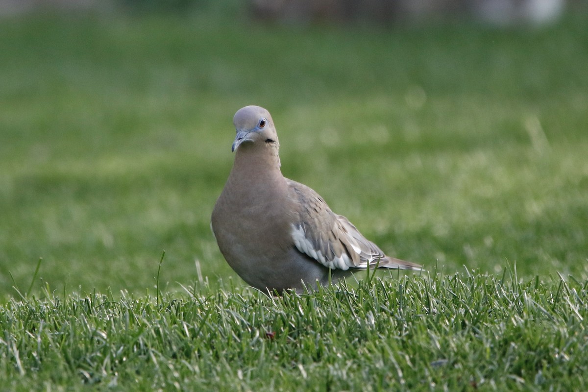 White-winged Dove - ML560232071
