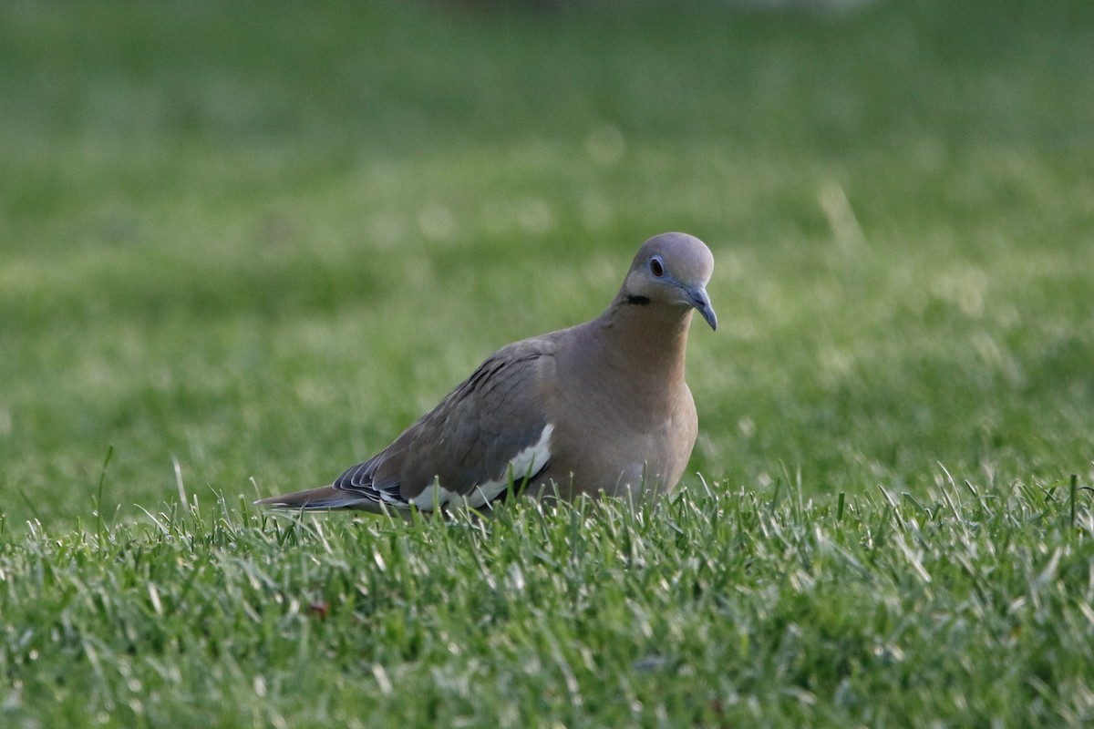 White-winged Dove - ML560232091