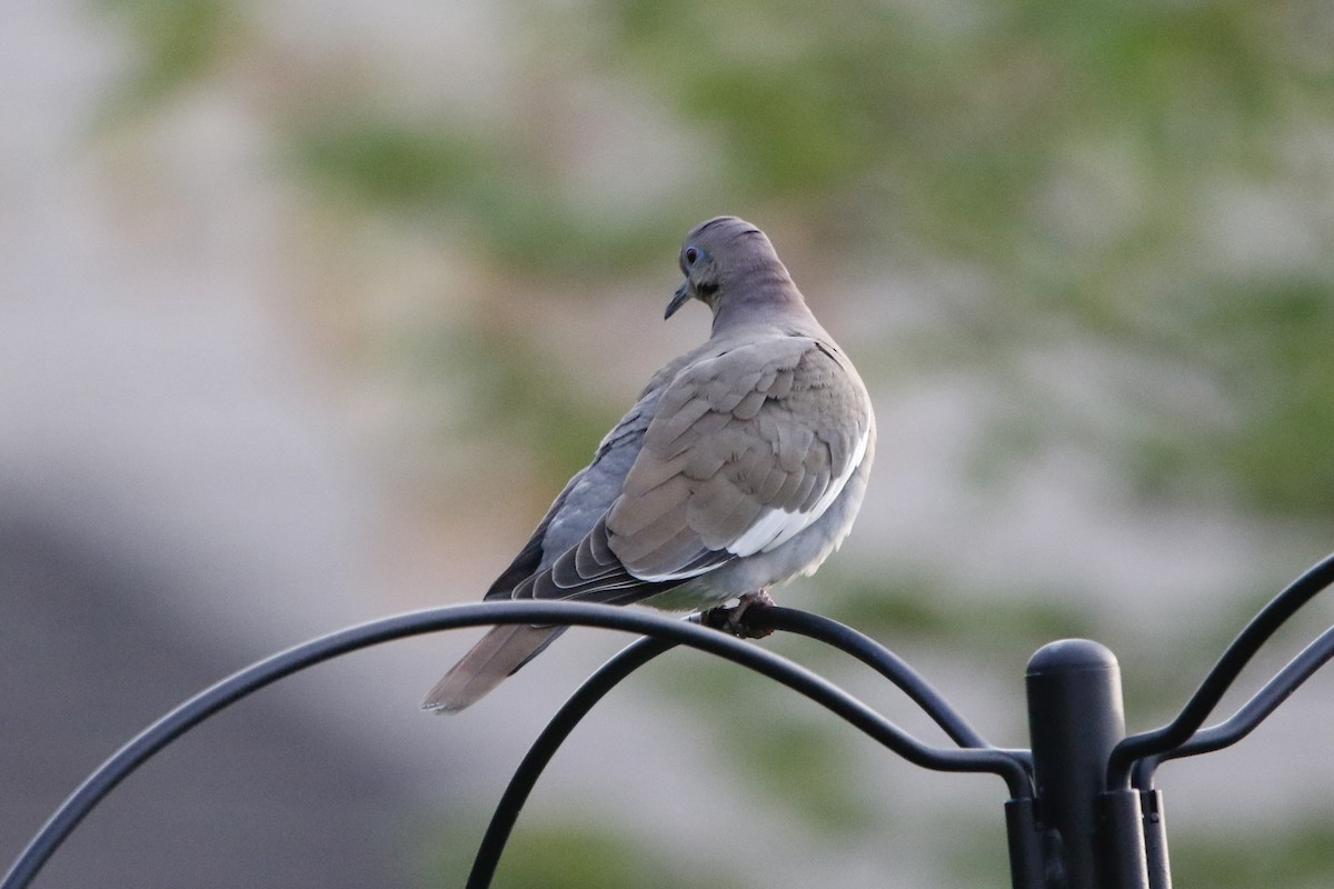 White-winged Dove - ML560232101
